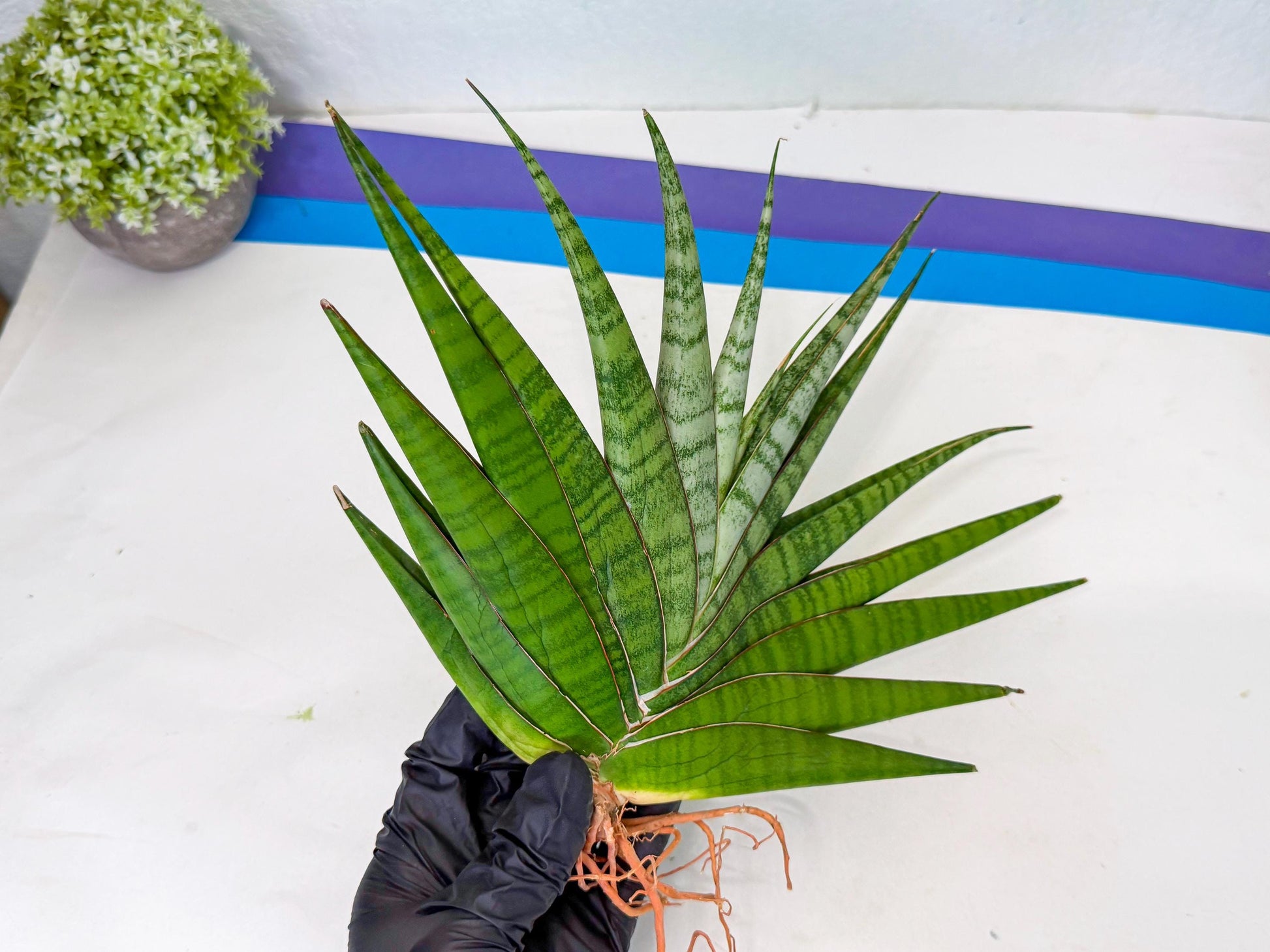 Sansevieria Inshalla (14) | Imported Hybrids