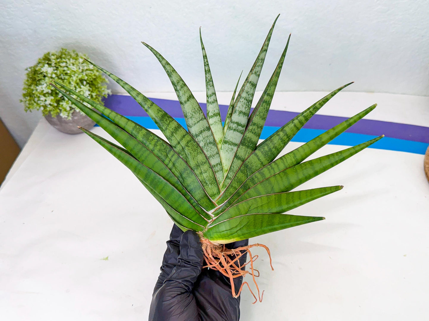 Sansevieria Inshalla (14) | Imported Hybrids