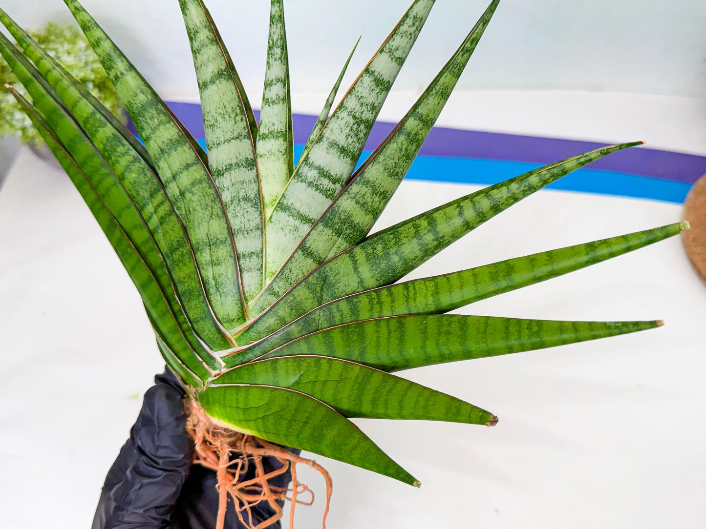 Sansevieria Inshalla (14) | Imported Hybrids