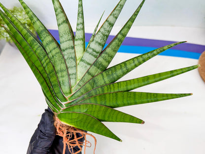 Sansevieria Inshalla (14) | Imported Hybrids
