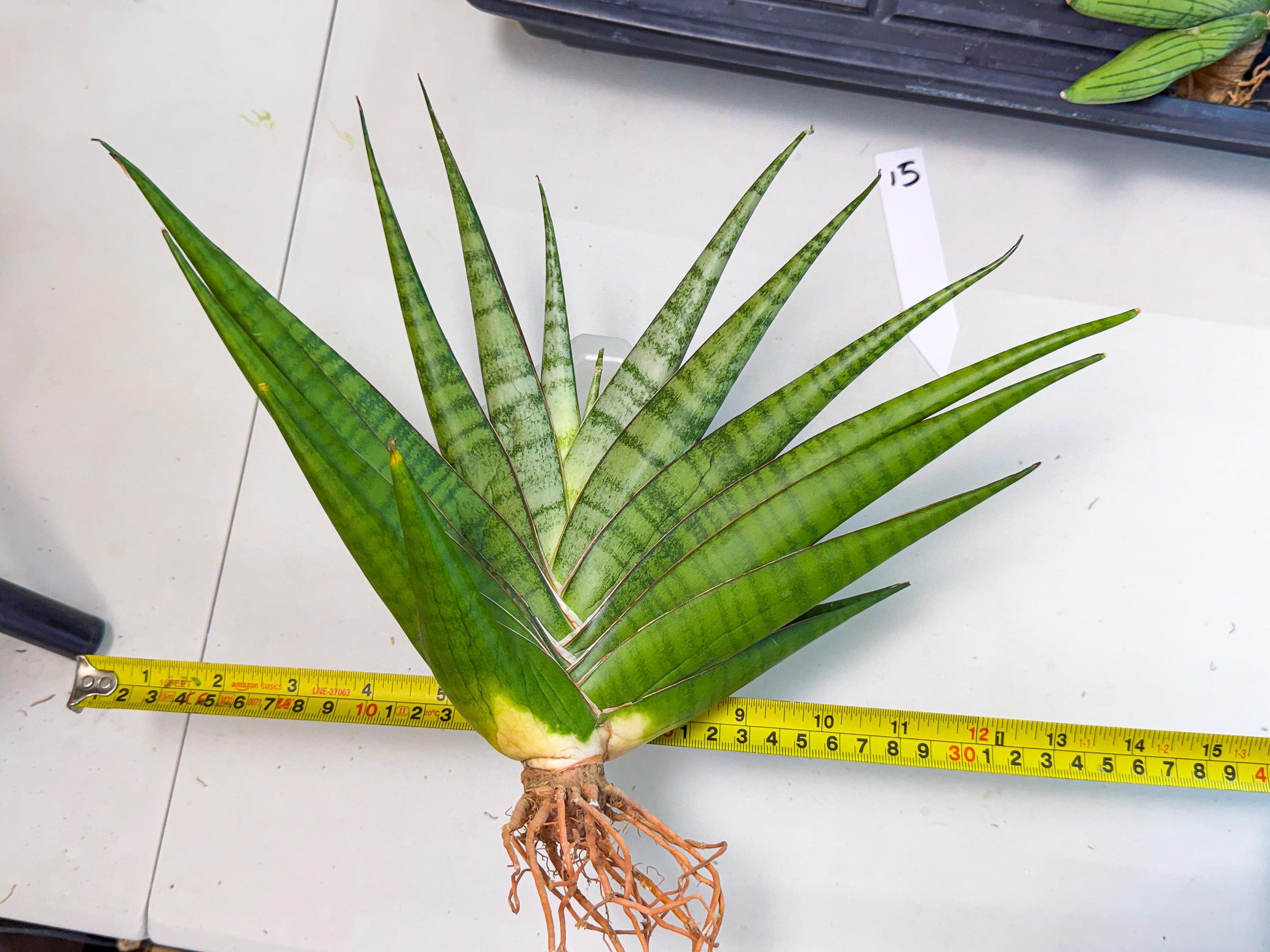Sansevieria Inshalla (15) | Imported Hybrids