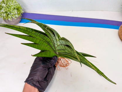 Sansevieria Inshalla (15) | Imported Hybrids