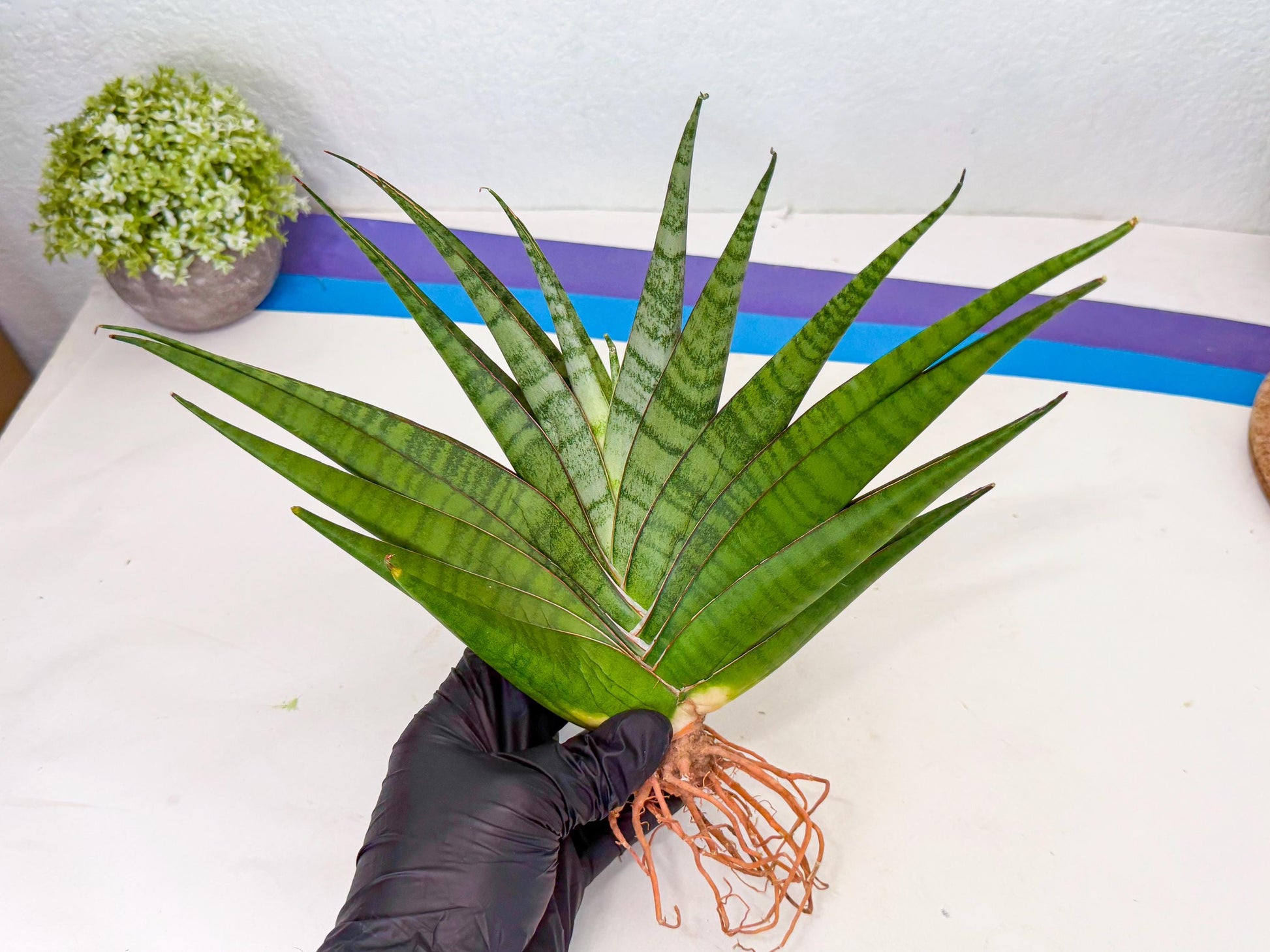 Sansevieria Inshalla (15) | Imported Hybrids