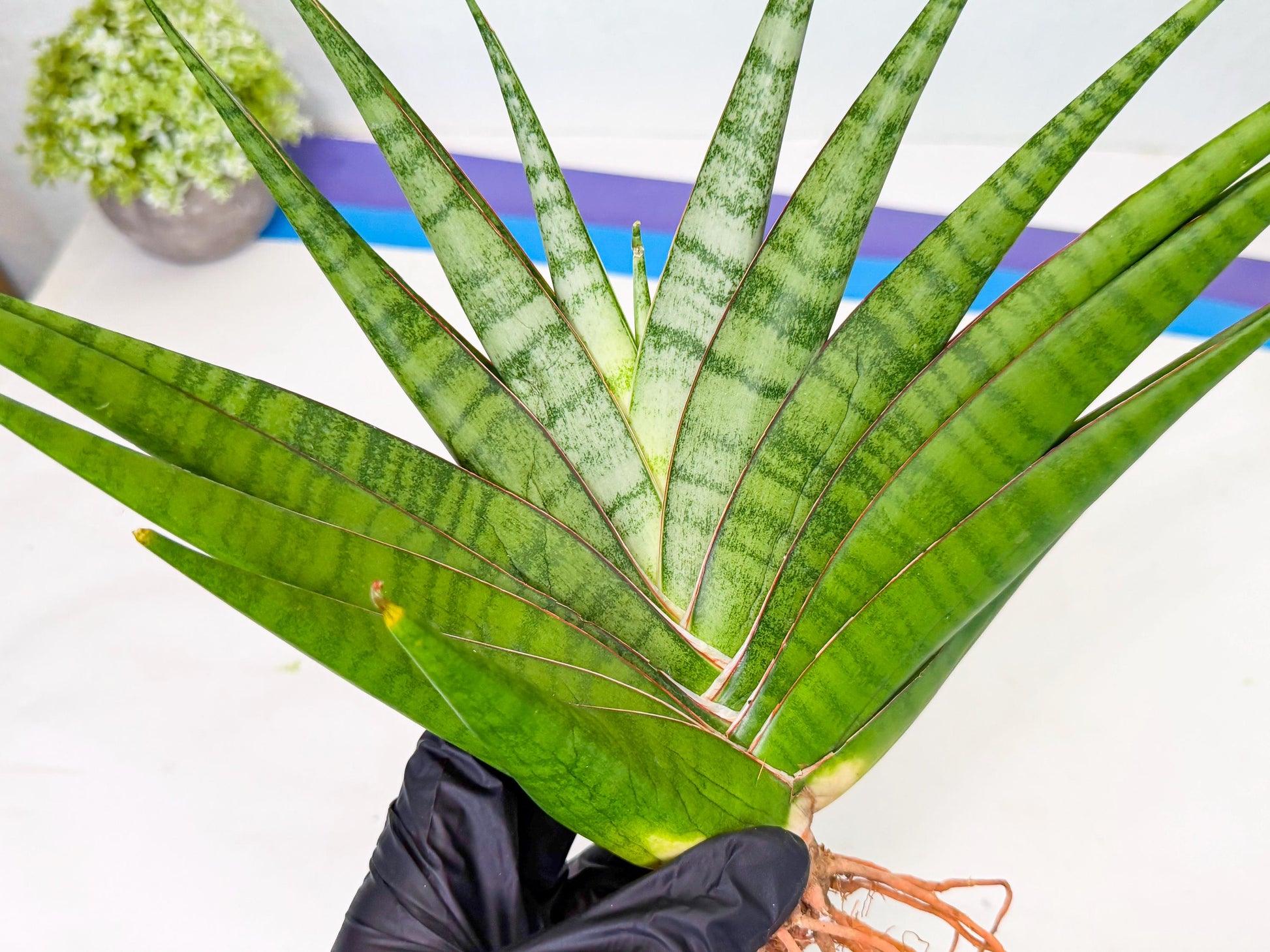 Sansevieria Inshalla (15) | Imported Hybrids