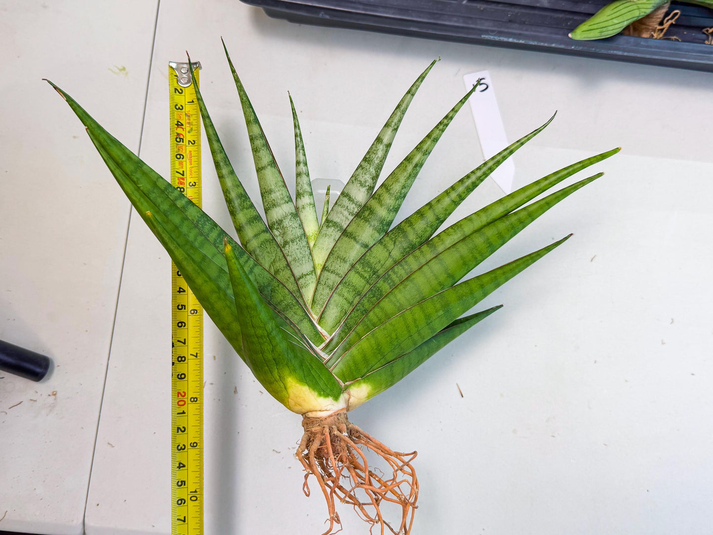 Sansevieria Inshalla (15) | Imported Hybrids