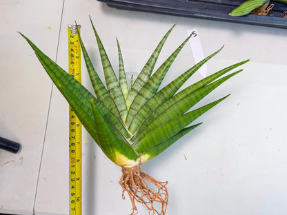 Sansevieria Inshalla (15) | Imported Hybrids