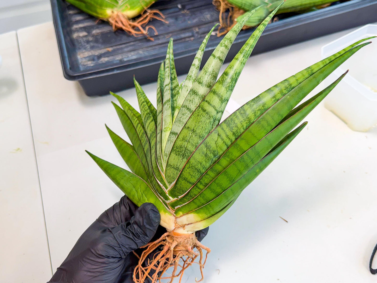 Sansevieria Inshalla (15) | Imported Hybrids