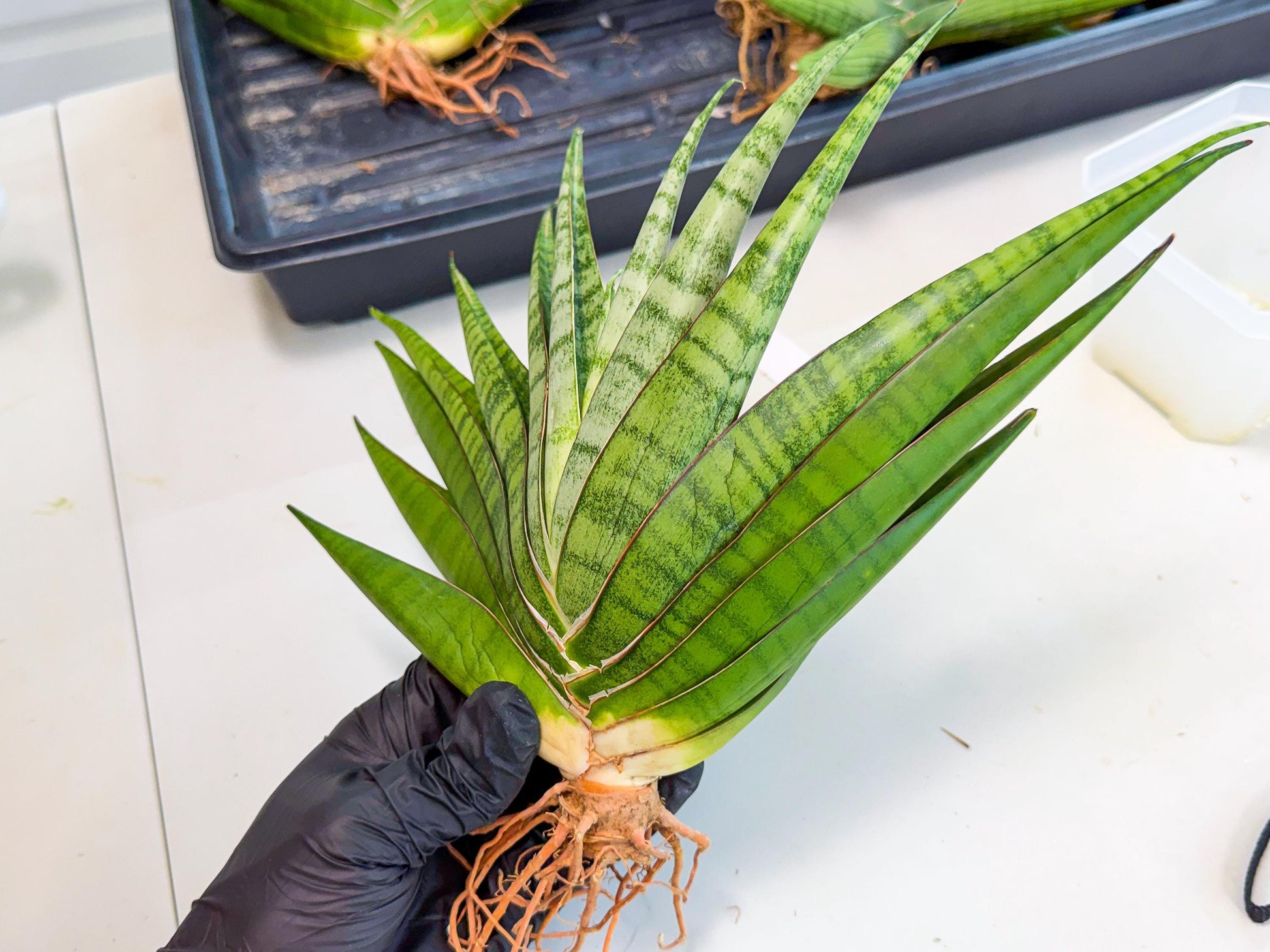 Sansevieria Inshalla (15) | Imported Hybrids