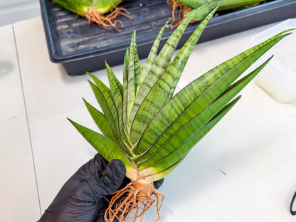 Sansevieria Inshalla (15) | Imported Hybrids