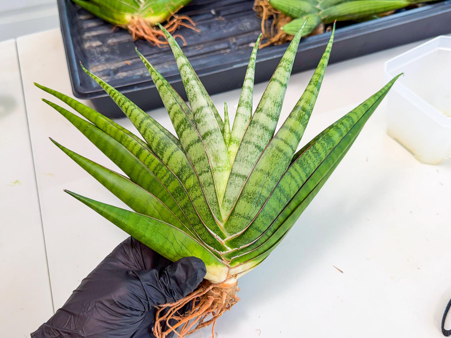 Sansevieria Inshalla (15) | Imported Hybrids