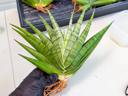 Sansevieria Inshalla (15) | Imported Hybrids