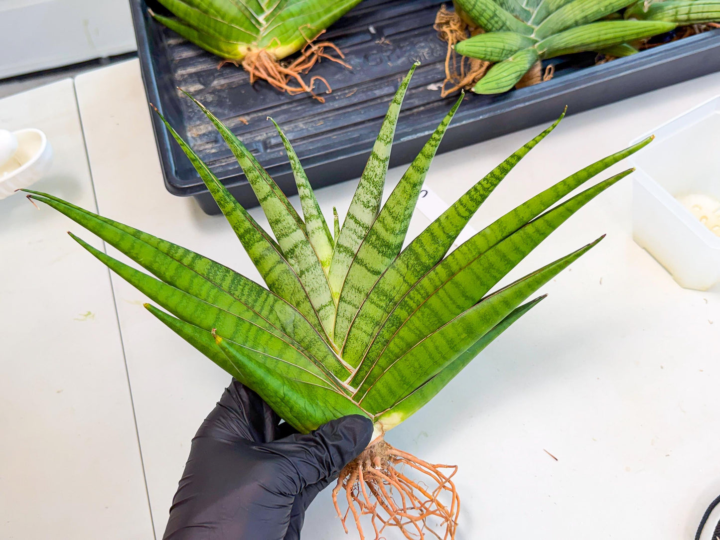 Sansevieria Inshalla (15) | Imported Hybrids
