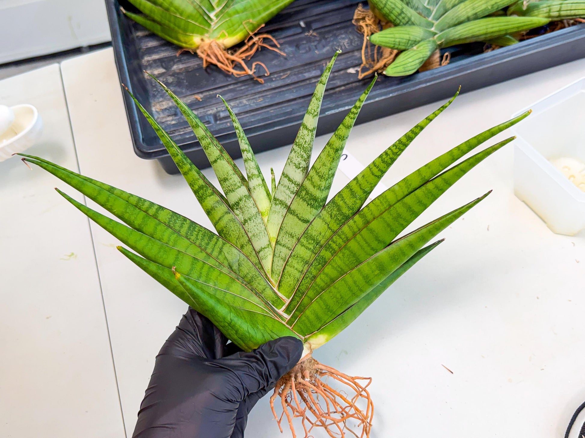 Sansevieria Inshalla (15) | Imported Hybrids
