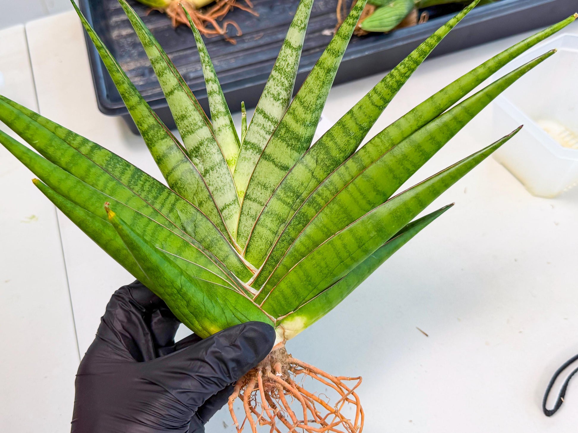 Sansevieria Inshalla (15) | Imported Hybrids