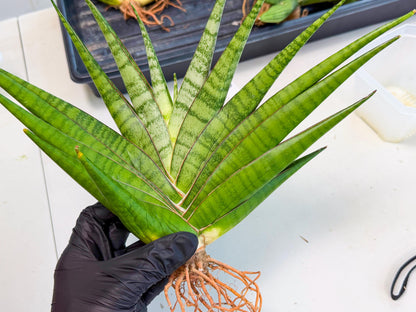 Sansevieria Inshalla (15) | Imported Hybrids