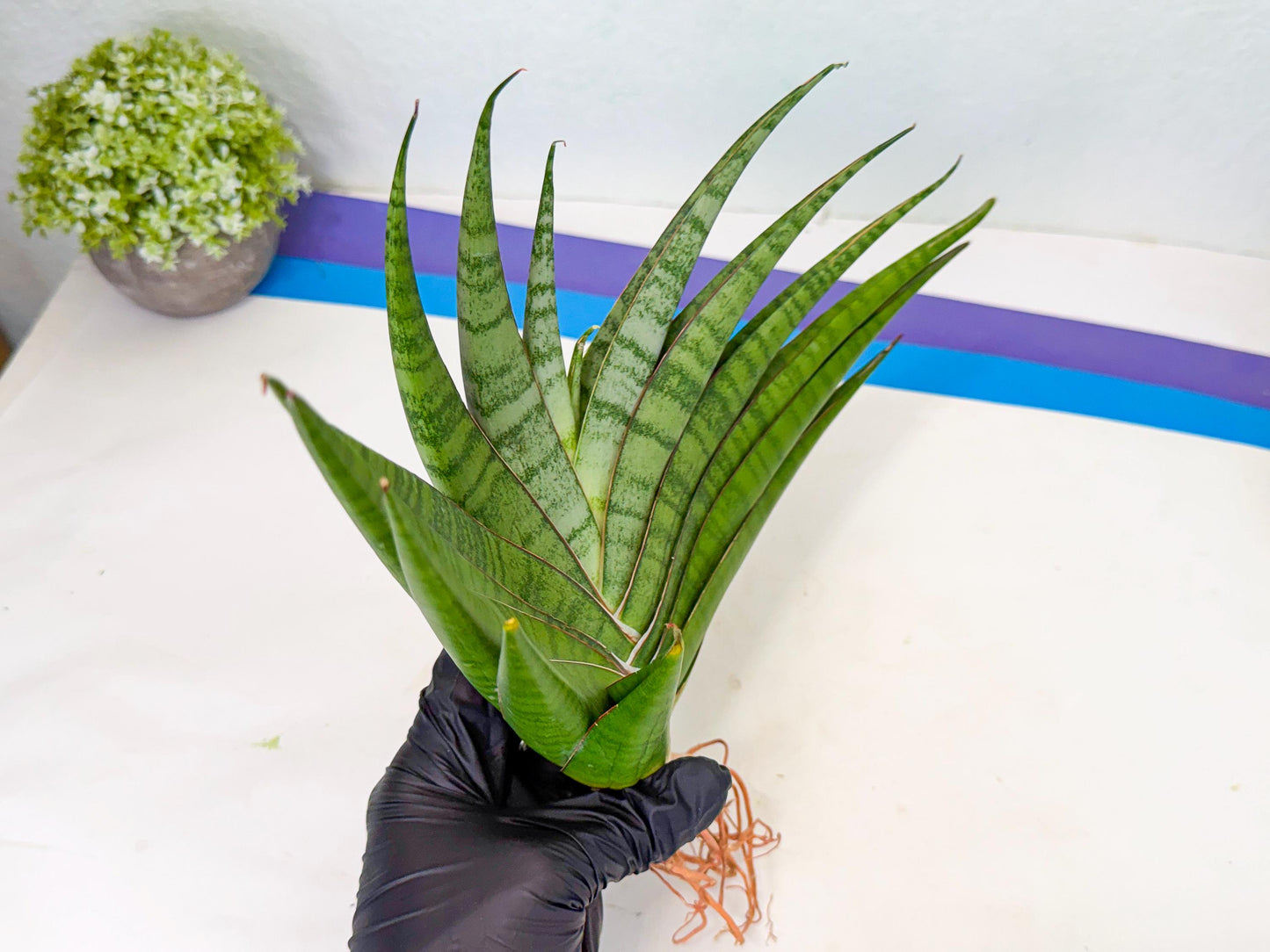 Sansevieria Inshalla (15) | Imported Hybrids