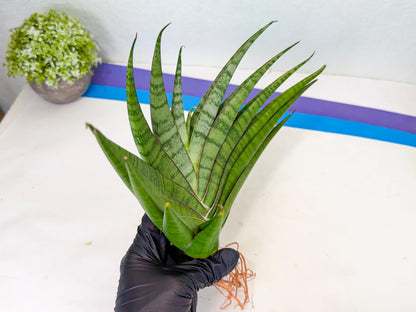 Sansevieria Inshalla (15) | Imported Hybrids