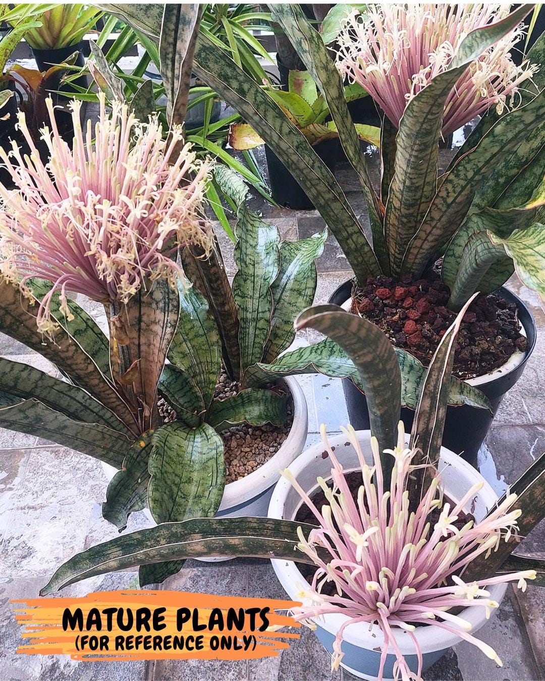 Sansevieria Kirkii Pepito (5) | Rare House Plant