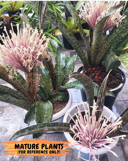 Sansevieria Kirkii Pepito (5) | Rare House Plant