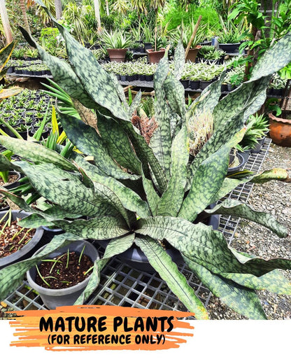 Sansevieria Kirkii Pepito (5) | Rare House Plant
