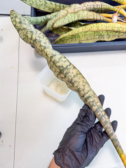 Sansevieria Kirkii Pepito (1) | Rare House Plant