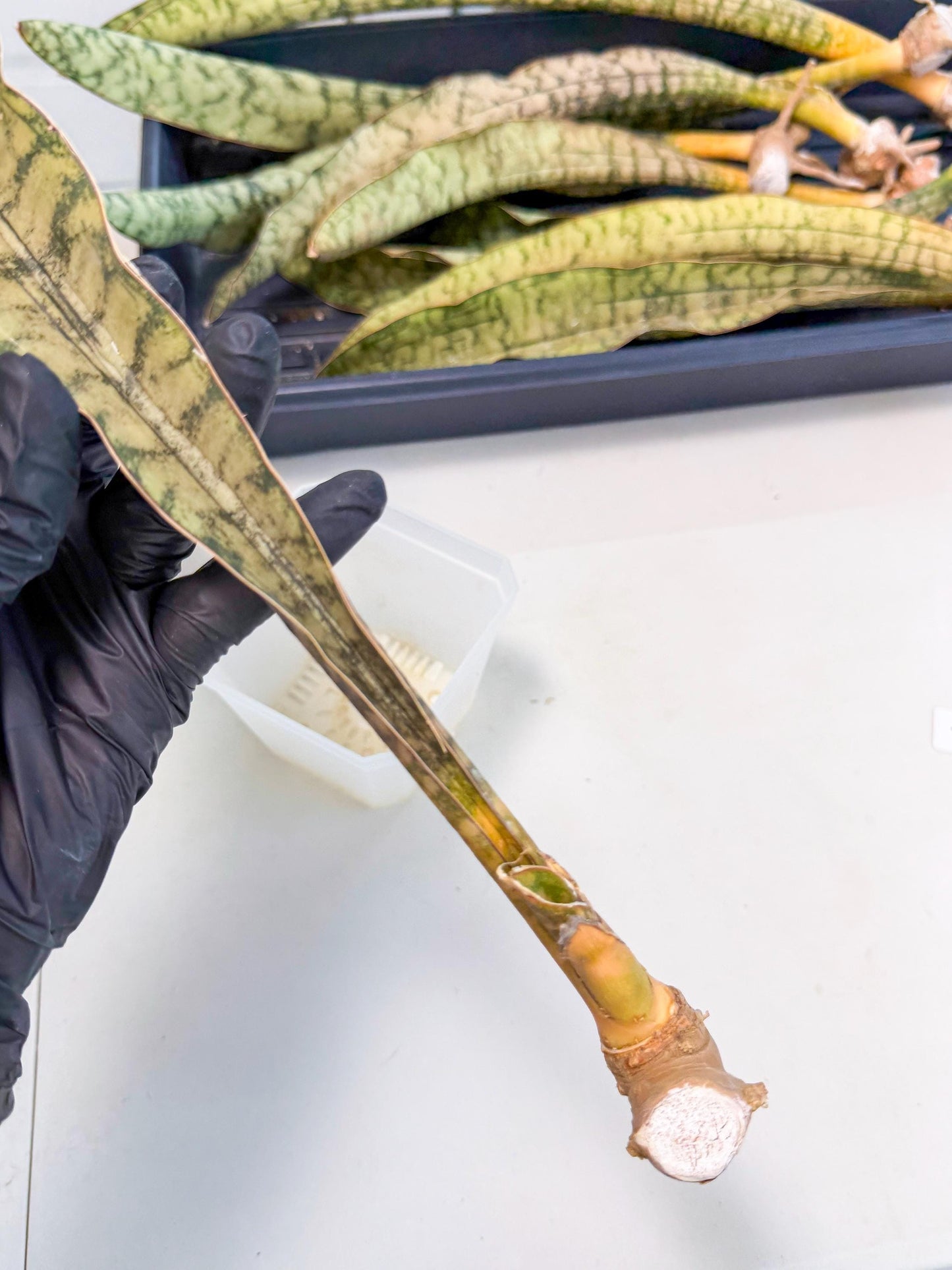 Sansevieria Kirkii Pepito (1) | Rare House Plant