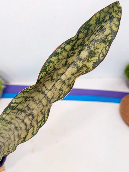 Sansevieria Kirkii Pepito (1) | Rare House Plant
