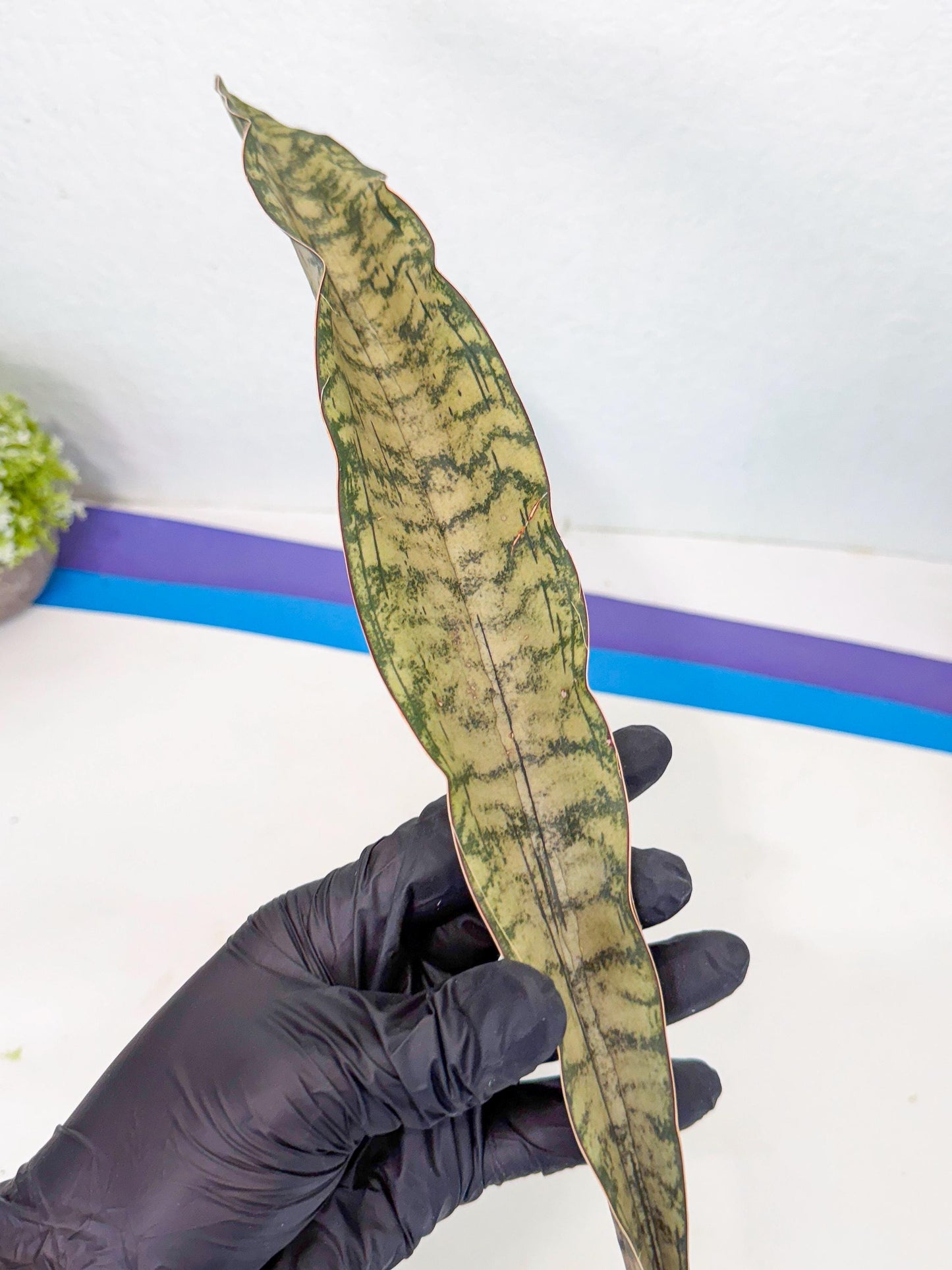 Sansevieria Kirkii Pepito (1) | Rare House Plant