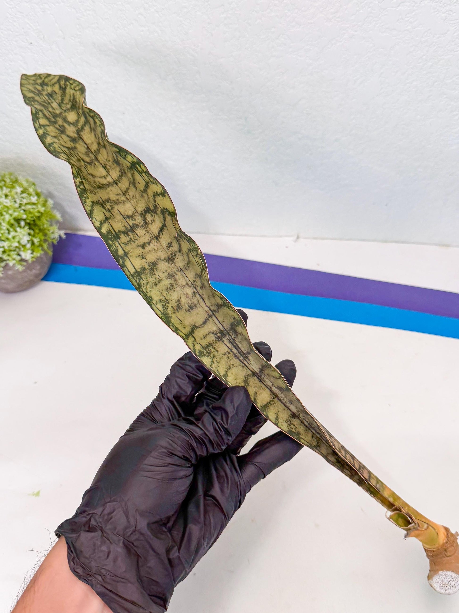 Sansevieria Kirkii Pepito (1) | Rare House Plant