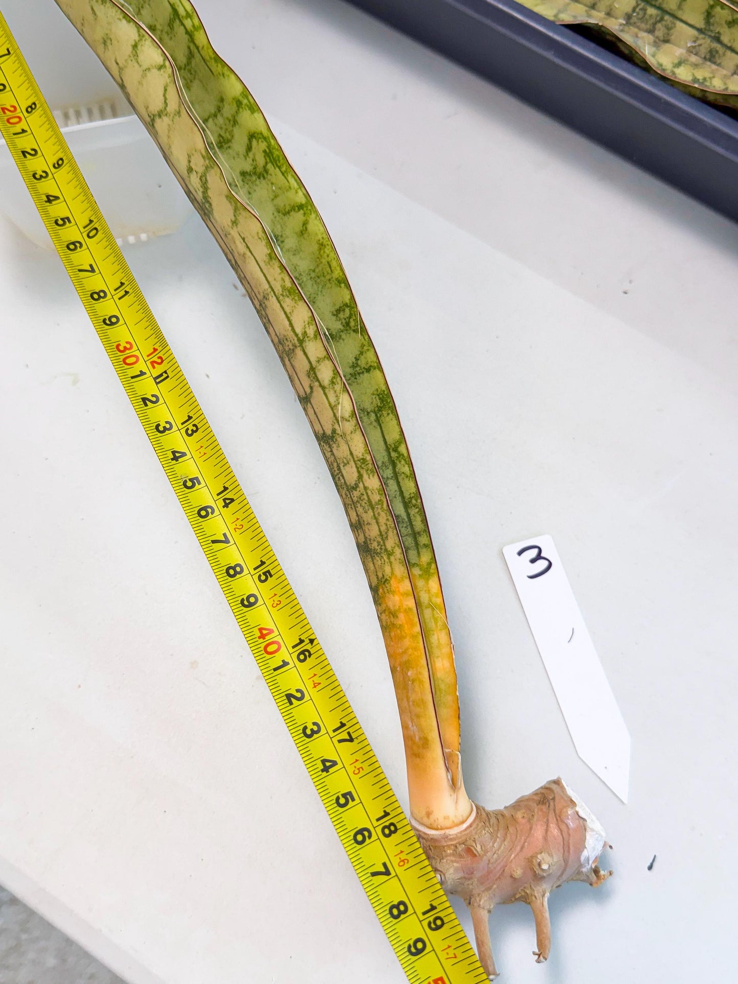 Sansevieria Kirkii Pepito (3) | Rare House Plant