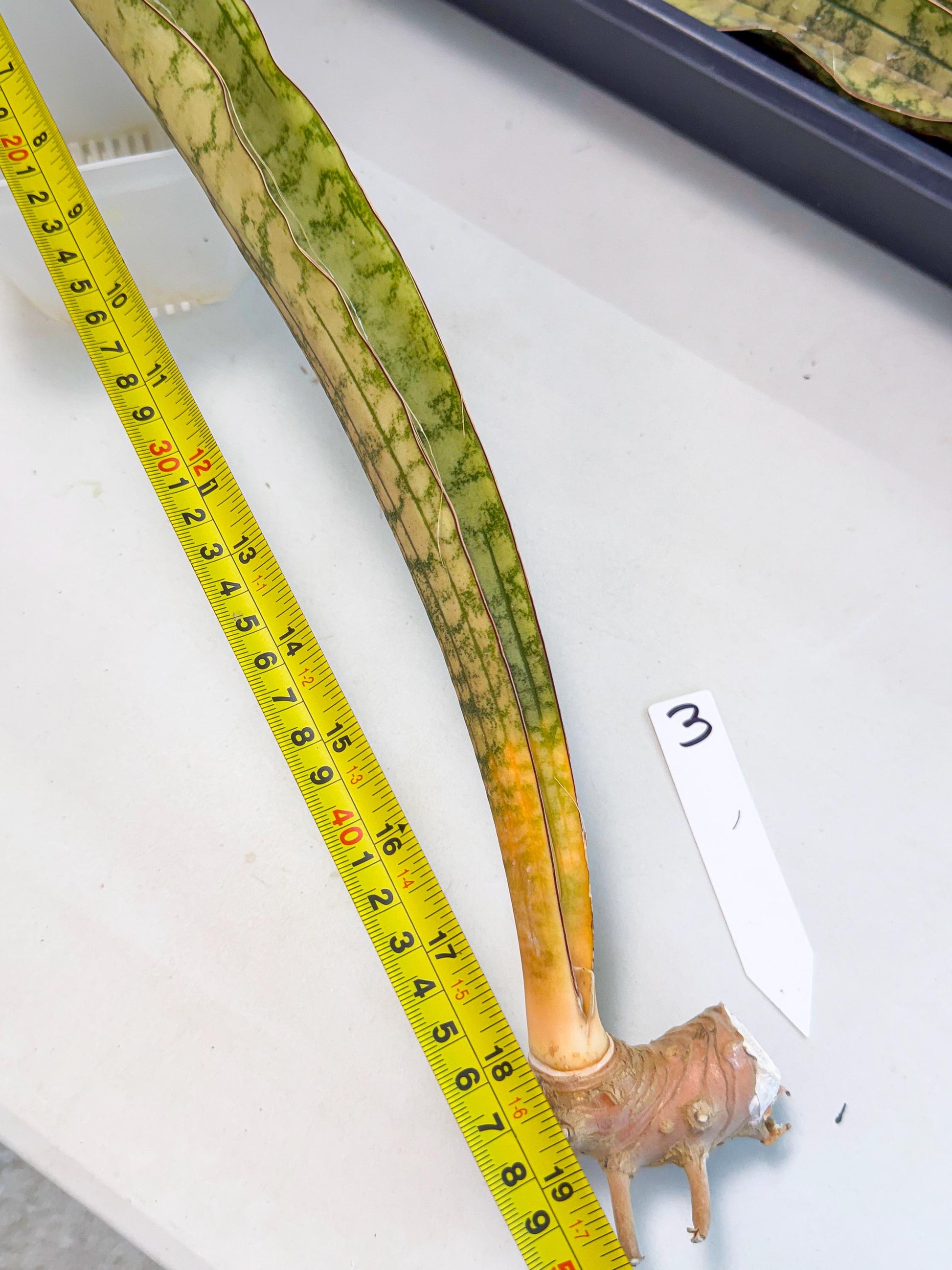 Sansevieria Kirkii Pepito (3) | Rare House Plant