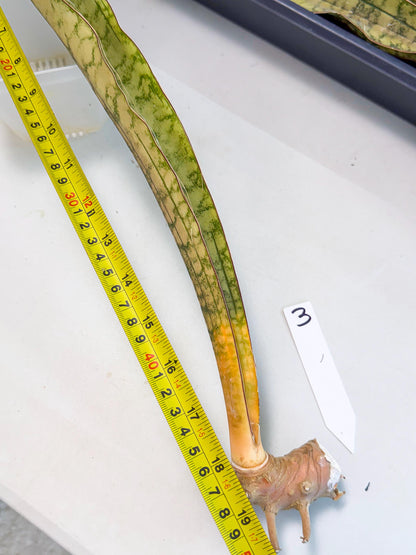 Sansevieria Kirkii Pepito (3) | Rare House Plant