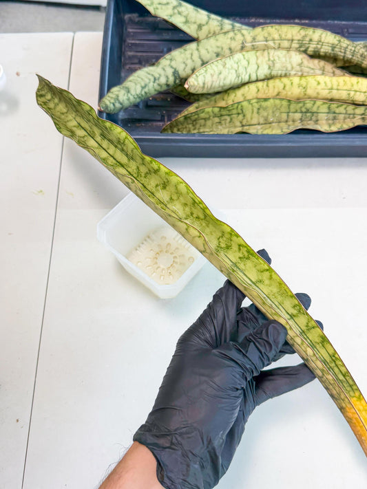 Sansevieria Kirkii Pepito (3) | Rare House Plant