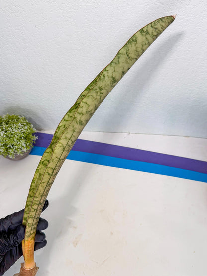 Sansevieria Kirkii Pepito (3) | Rare House Plant