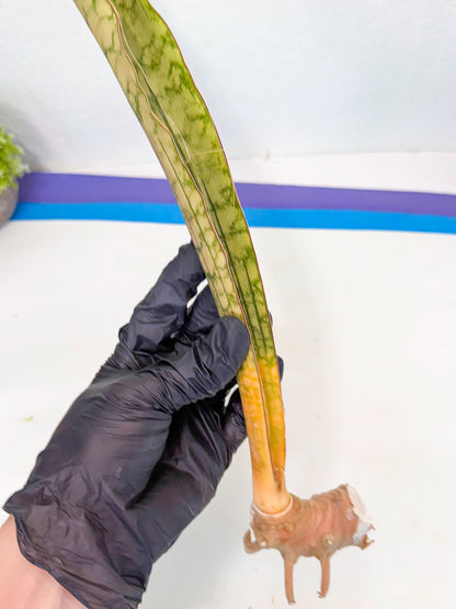 Sansevieria Kirkii Pepito (3) | Rare House Plant