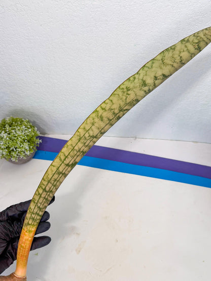 Sansevieria Kirkii Pepito (3) | Rare House Plant