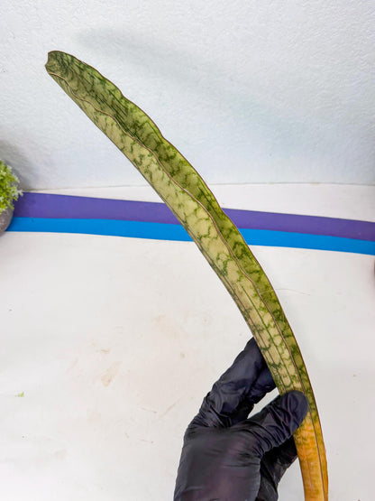 Sansevieria Kirkii Pepito (3) | Rare House Plant
