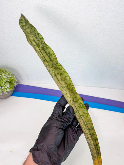 Sansevieria Kirkii Pepito (3) | Rare House Plant