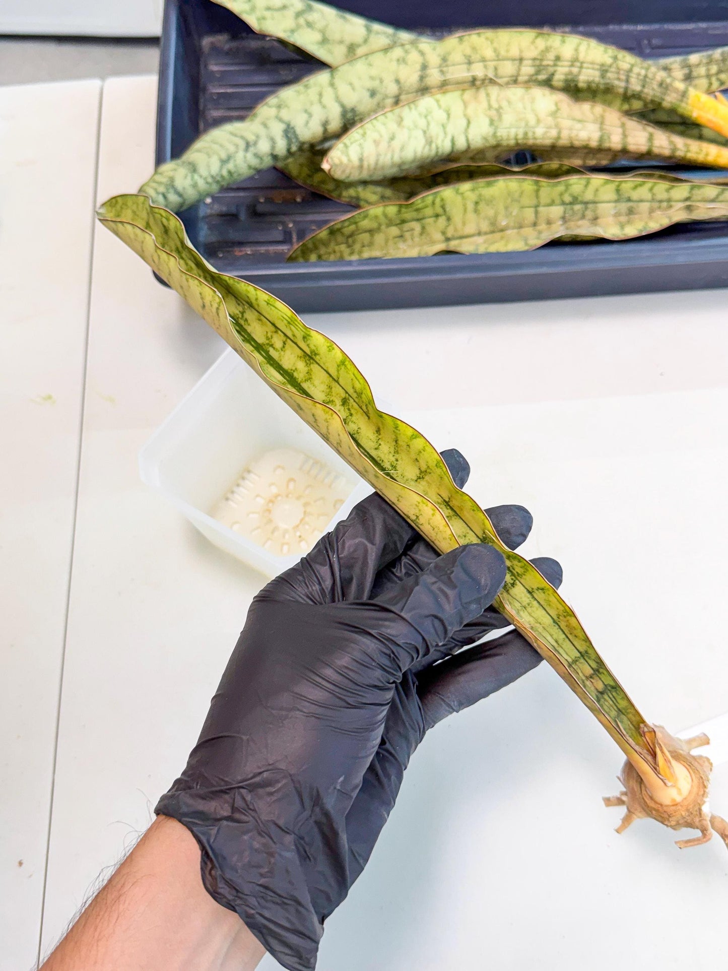 Sansevieria Kirkii Pepito (4) | Rare House Plant