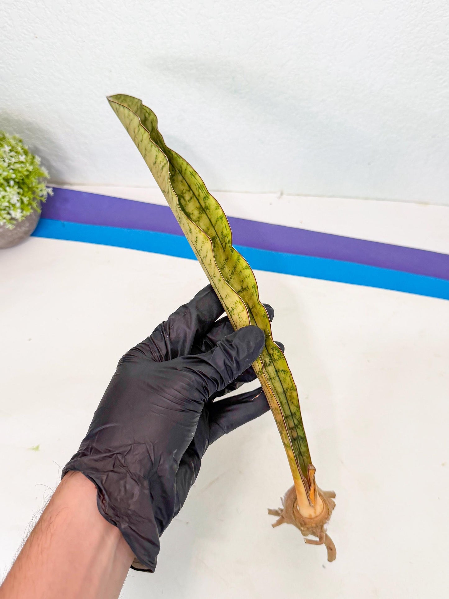 Sansevieria Kirkii Pepito (4) | Rare House Plant