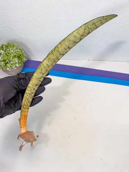 Sansevieria Kirkii Pepito (4) | Rare House Plant