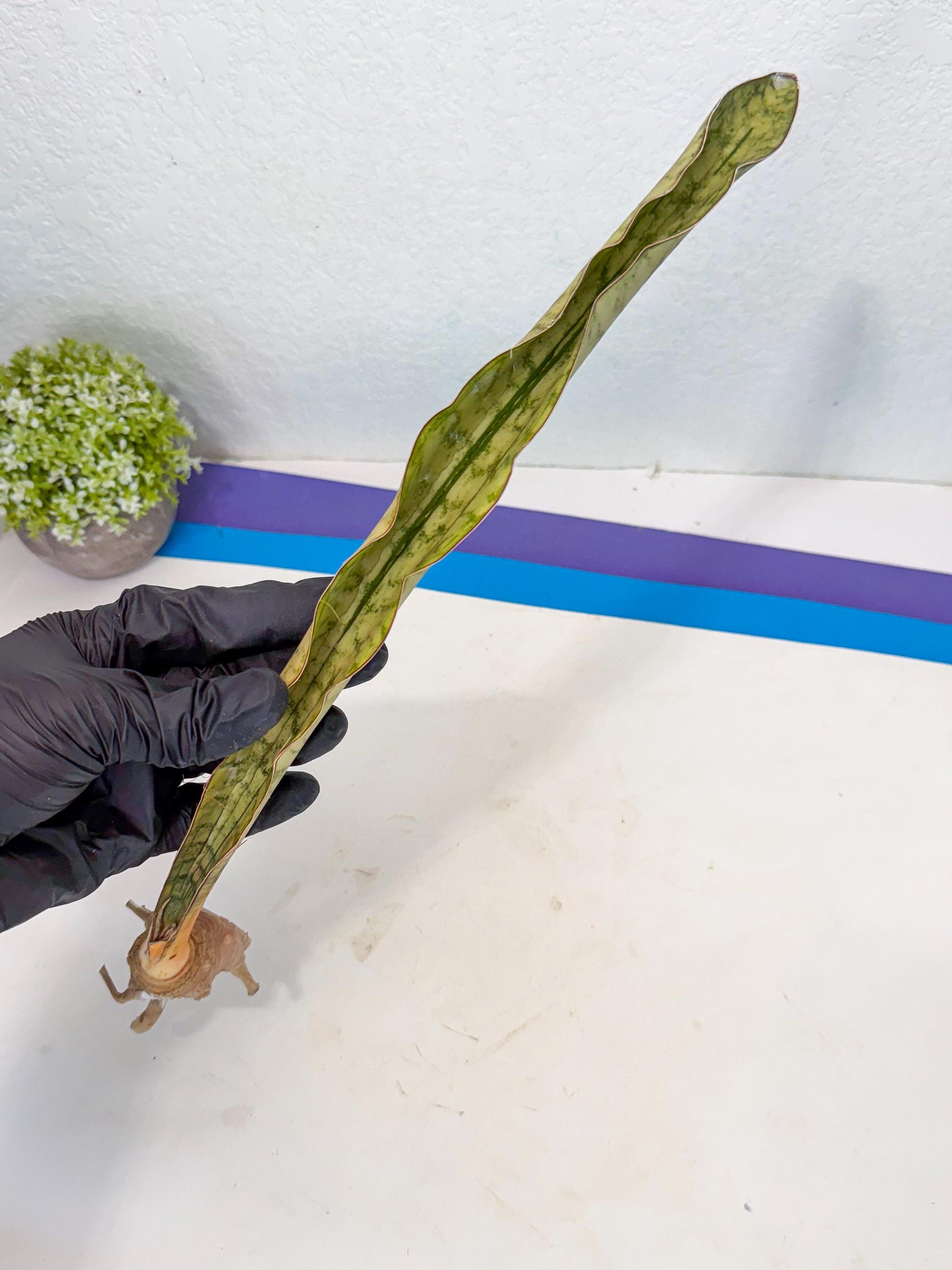 Sansevieria Kirkii Pepito (4) | Rare House Plant