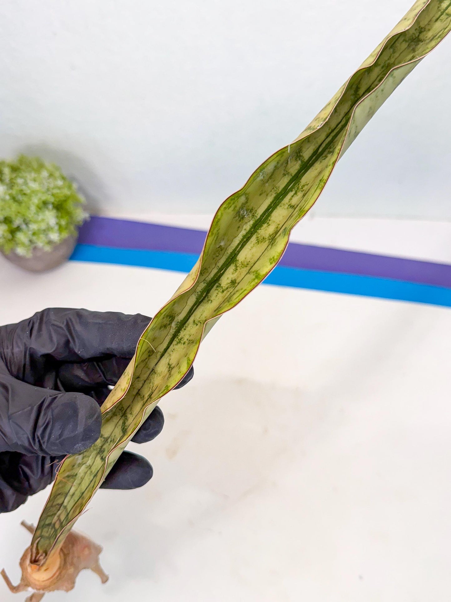 Sansevieria Kirkii Pepito (4) | Rare House Plant