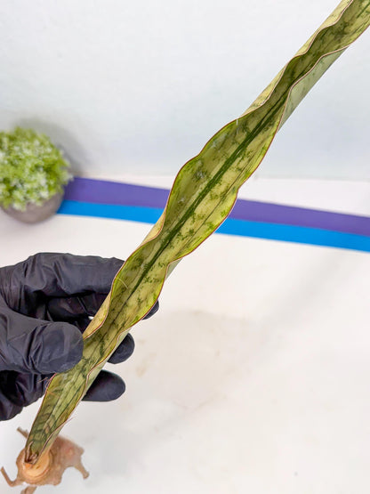 Sansevieria Kirkii Pepito (4) | Rare House Plant