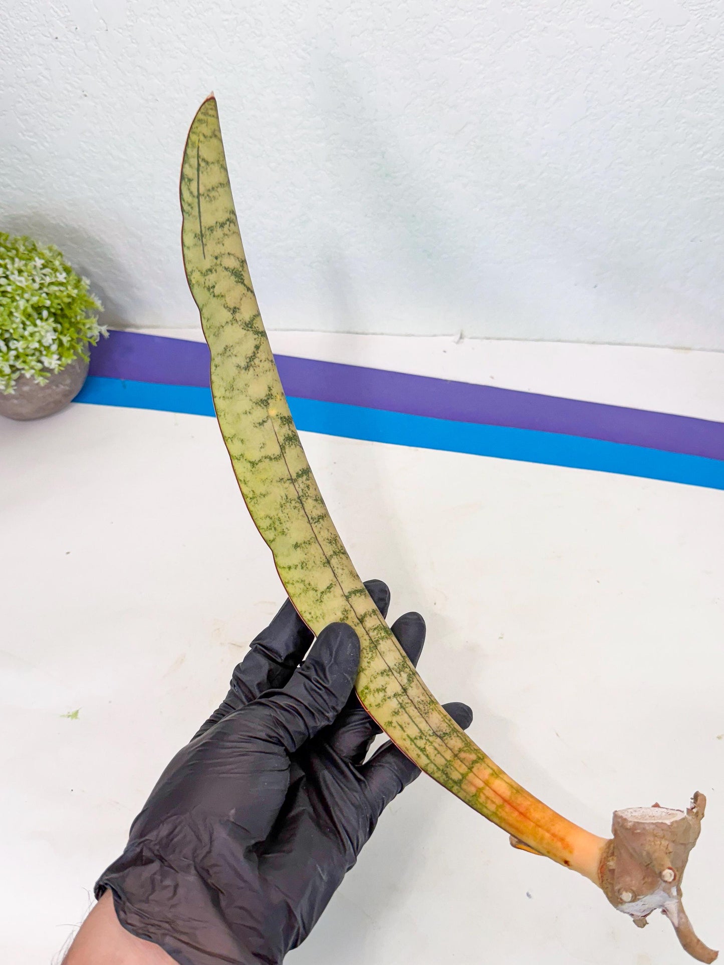 Sansevieria Kirkii Pepito (4) | Rare House Plant