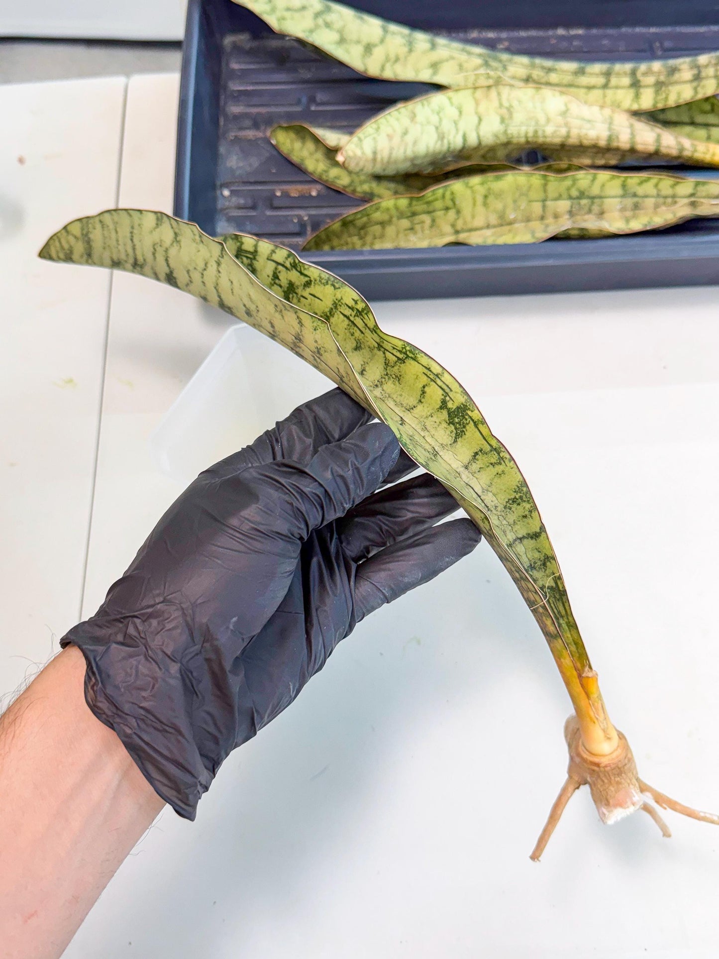 Sansevieria Kirkii Pepito (5) | Rare House Plant