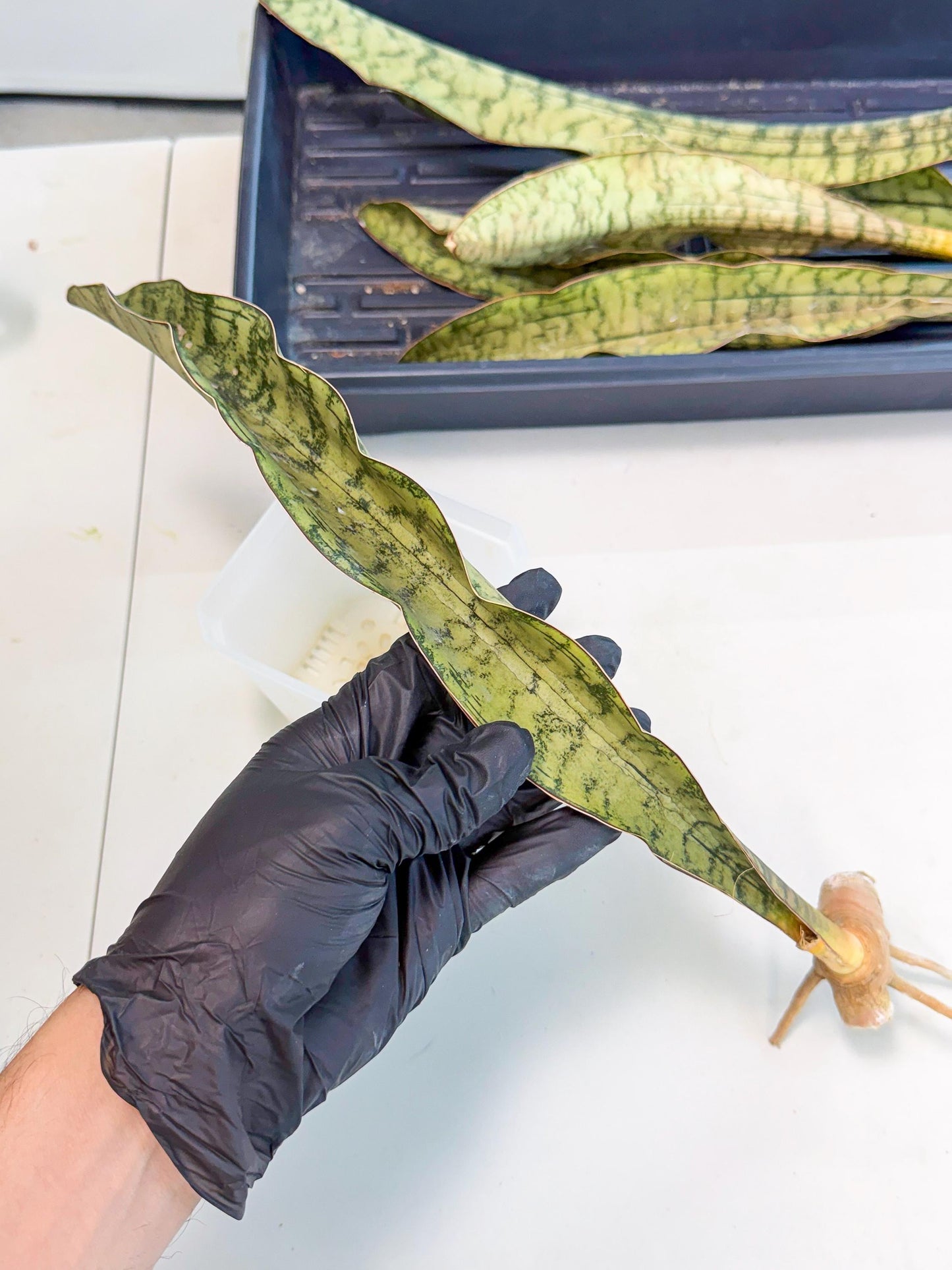 Sansevieria Kirkii Pepito (5) | Rare House Plant