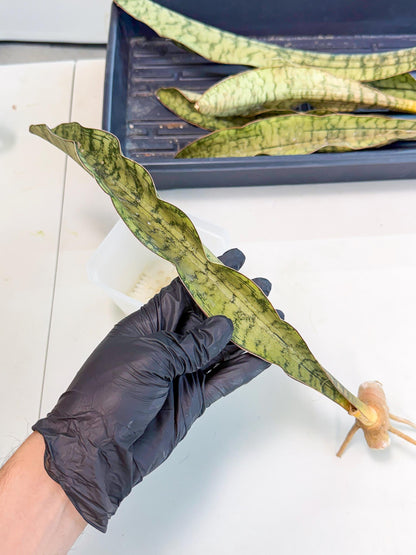 Sansevieria Kirkii Pepito (5) | Rare House Plant