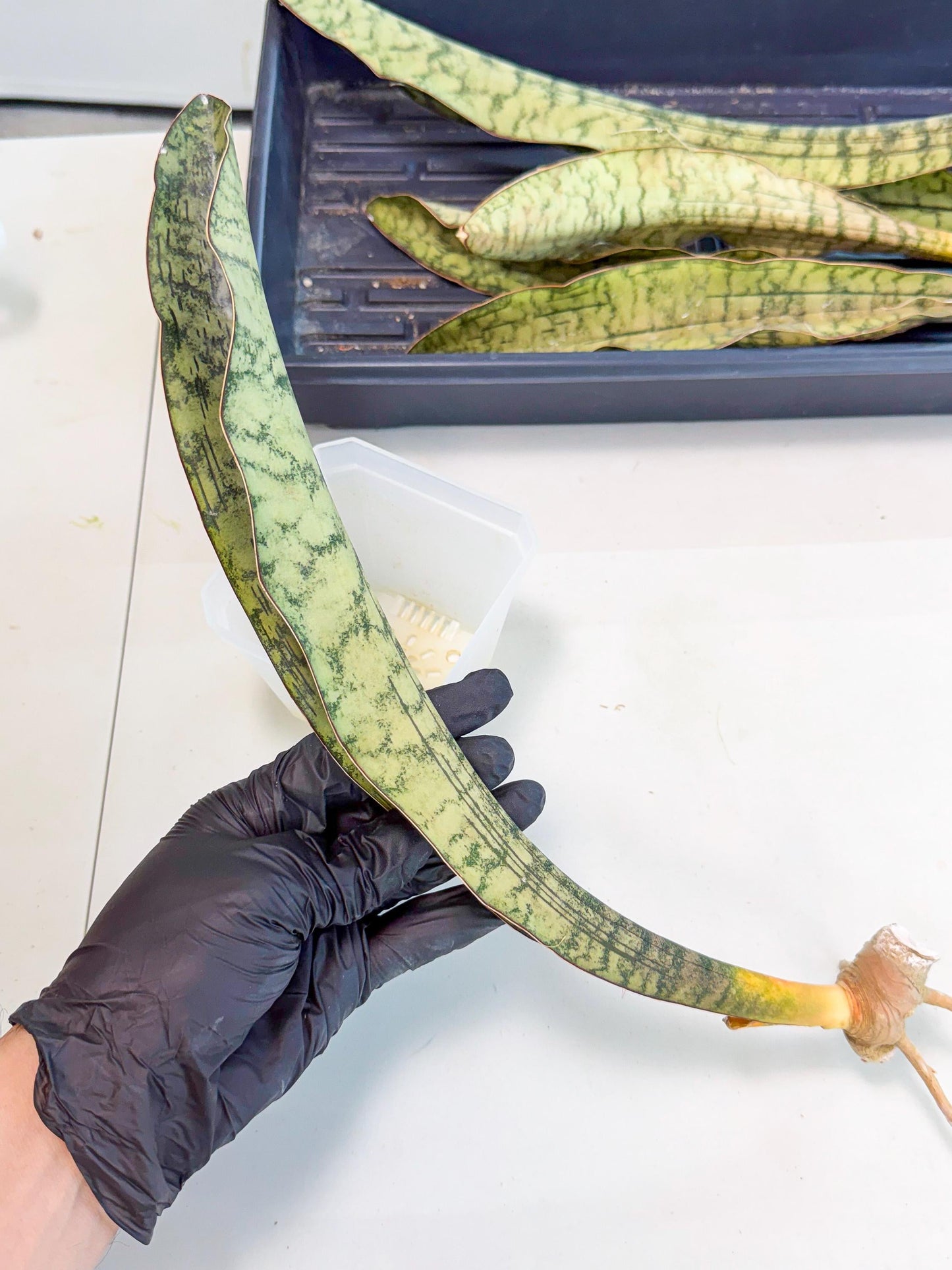 Sansevieria Kirkii Pepito (5) | Rare House Plant