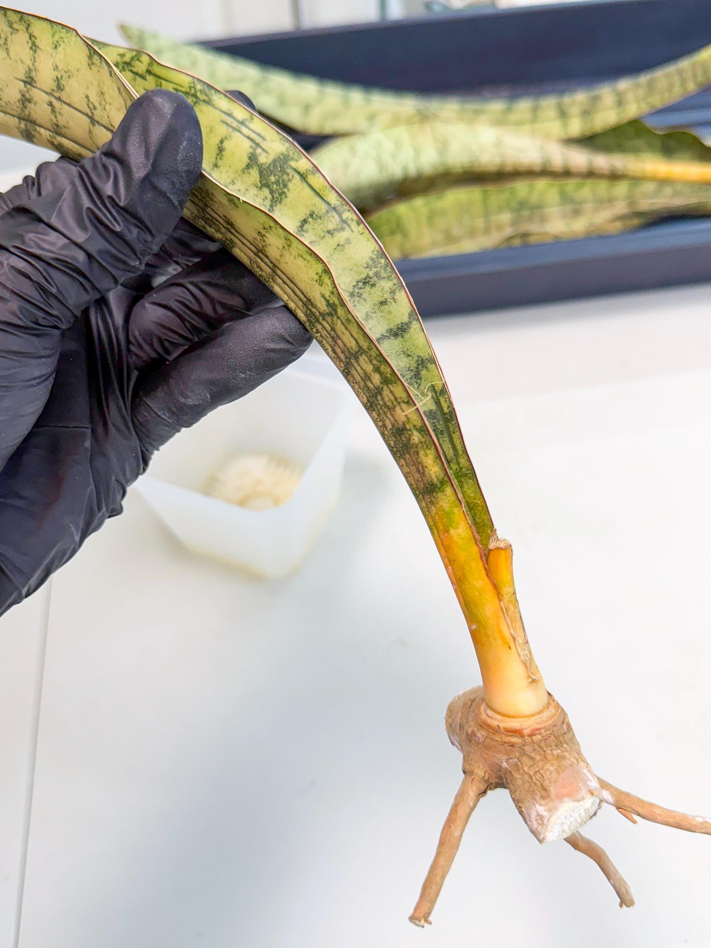 Sansevieria Kirkii Pepito (5) | Rare House Plant